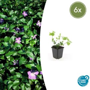 Vinca major | 6 Stücke