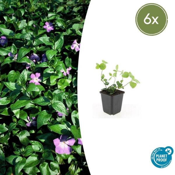 Vinca major | 6 Stücke