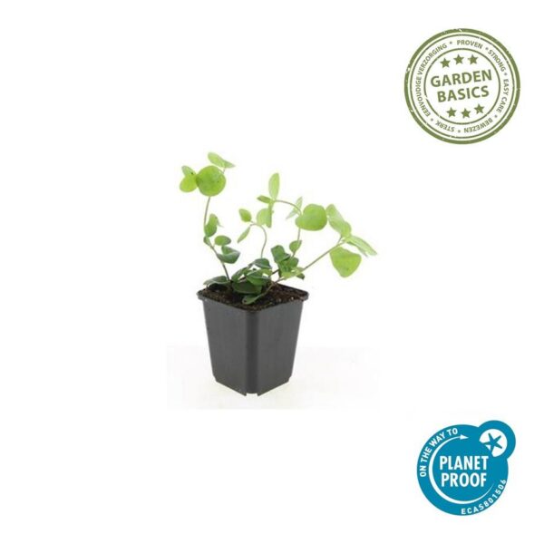 Vinca major | 6 Stücke