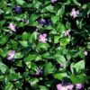 Vinca major | 12 Stücke