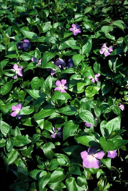 Vinca major | 12 Stücke