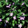 Vinca major | 12 Stücke