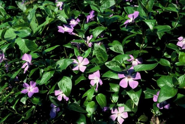 Vinca major | 12 Stücke