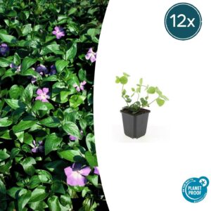 Vinca major | 12 Stücke
