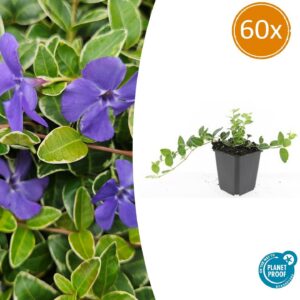 Vinca minor 'Ralph Shugert' | 60 Stücke