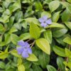 Vinca minor 'La Grave' | 12 Stücke