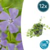 Vinca minor 'La Grave' | 12 Stücke