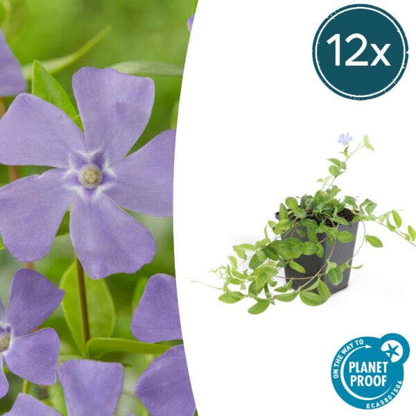 Vinca minor 'La Grave' | 12 Stücke
