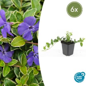 d1c7ced54f494c369c5df77c80f30b1b8d6ac769c57a47a5ac5f729e3cd56fd3.jpg Vinca minor 'Ralph Shugert' | 6 Stücke