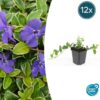 Vinca minor 'Ralph Shugert' | 12 Stücke