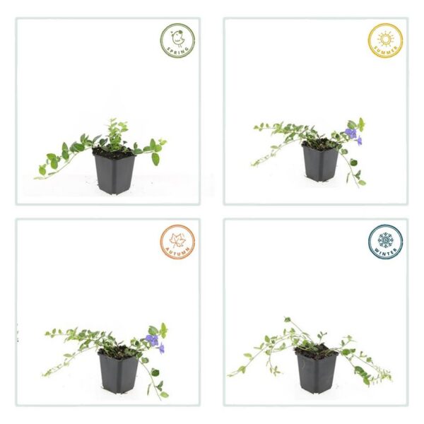 Vinca minor 'Ralph Shugert' | 12 Stücke