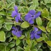 Vinca minor 'Ralph Shugert' | 12 Stücke