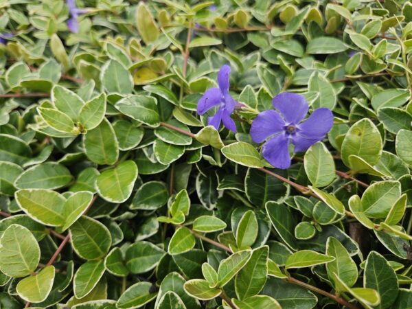 Vinca minor 'Ralph Shugert' | 12 Stücke