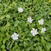 Vinca minor 'Gertrude Jekyll' | 60 Stücke