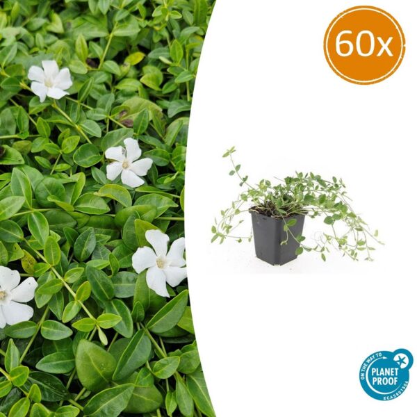 Vinca minor 'Gertrude Jekyll' | 60 Stücke