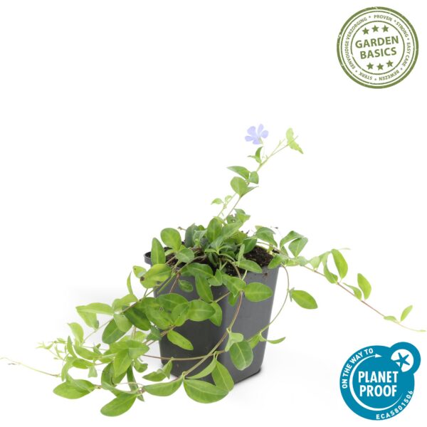 Vinca minor 'La Grave' | 60 Stücke