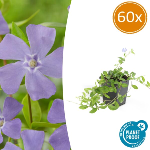 Vinca minor 'La Grave' | 60 Stücke