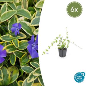 7055f48de85149a7a2e4f367e7a77f8f3481fc8371994d879cb02264fb964172.jpg Vinca minor 'Blue and Gold' | 6 Stücke