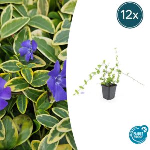 6a01a3705a664bdcacb49a70746e5f8d89b1236d22a649c99ff16de37f1bf841.jpg Vinca minor 'Blue and Gold' | 12 Stücke