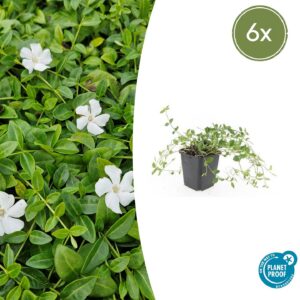 Vinca minor 'Gertrude Jekyll' | 6 Stücke