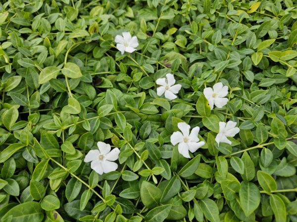 fef161d64f8a4748b2318a09871ebd5ba37491d424f94db7a3dfad3005eea739.jpg Vinca minor 'Gertrude Jekyll' | 6 Stücke