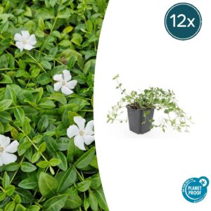Vinca minor 'Gertrude Jekyll' | 12 Stücke