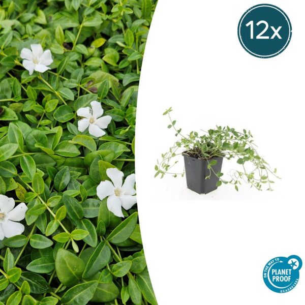 Vinca minor 'Gertrude Jekyll' | 12 Stücke