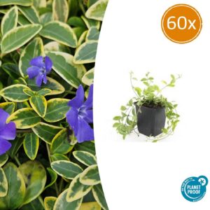 Vinca minor 'Aureovariegata' | 60 Stücke