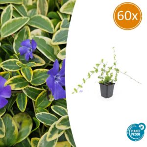 Vinca minor 'Blue and Gold' | 60 Stücke