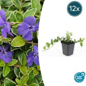 Vinca minor 'Argenteovariegata' | 12 Stücke