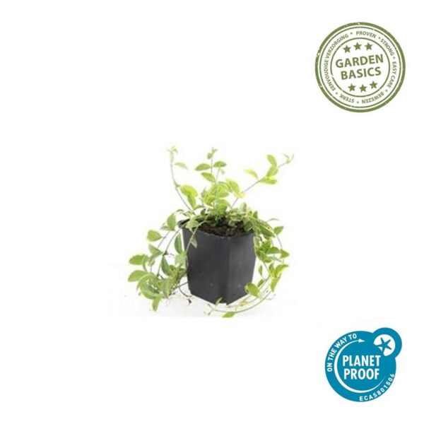 Vinca minor 'Aureovariegata' | 6 Stücke