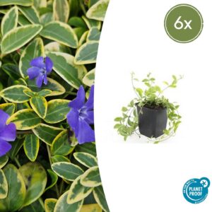 Vinca minor 'Aureovariegata' | 6 Stücke