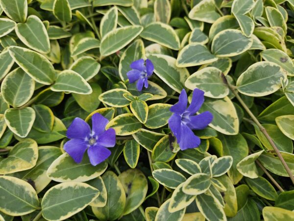 Vinca minor 'Aureovariegata' | 6 Stücke