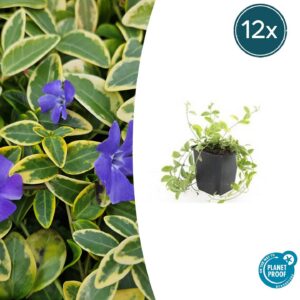 Vinca minor 'Aureovariegata' | 12 Stücke