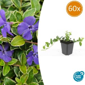 Vinca minor 'Argenteovariegata' | 60 Stücke