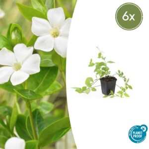 Vinca major 'Alba' | 6 Stücke