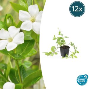 Vinca major 'Alba' | 12 Stücke