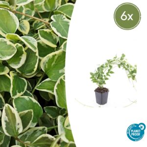 Vinca major 'Variegata' | 6 Stücke