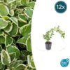 Vinca major 'Variegata' | 12 Stücke