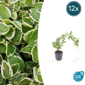 Vinca major 'Variegata' | 12 Stücke