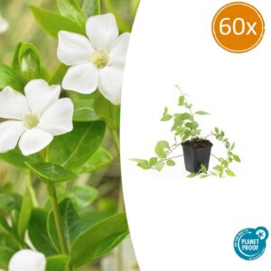 Vinca major 'Alba' | 60 Stücke