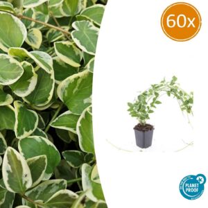 Vinca major 'Variegata' | 60 Stücke