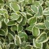 Vinca major 'Variegata' | 60 Stücke