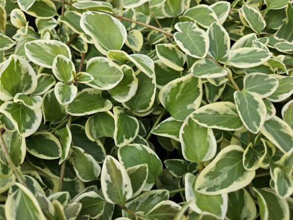 Vinca major 'Variegata' | 60 Stücke