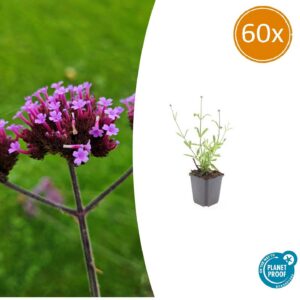 Verbena bonariensis 'Lollipop' | 60 Stücke