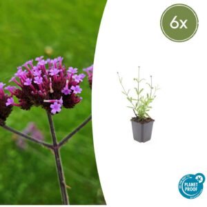 2d42023375034bd69c1efd3080218c3236065b256ba242548f52b3b3a443fa54.jpg Verbena bonariensis 'Lollipop' | 6 Stücke