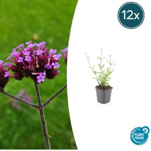 5c92e799cc5646e6b35db36bdf78331041c25659b0024522a9b92b96d30e8f74.jpg Verbena bonariensis 'Lollipop' | 12 Stücke