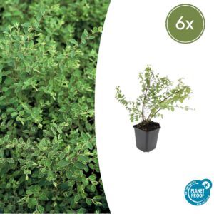 574cdbe748784be1adc5be6b842449de4e31f5bc11d747299224f358a9dd8fe2.jpg Symphoricarpos chenaultii 'Hancock' | 6 Stücke