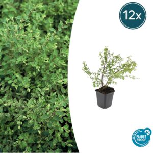 d5dad1e01b654c1fa0d5cb76b4e91c331e7ab6dca4c3430dae926efb2d6bc7cb.jpg Symphoricarpos chenaultii 'Hancock' | 12 Stücke