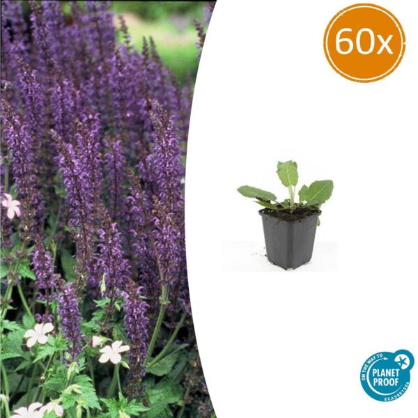 Salvia nemorosa 'Mainacht' | 60 Stücke